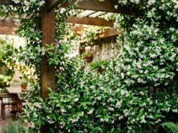 el-jazmin-estrella-es-una-de-las-enredaderas-mas-elegidas-por-su-aroma-intenso-y-sus-flores-blancas-en-forma-de-estrella-imagen-creada-con-ia-5S4IR3ZWSFGOLANEHA7PYNENQA