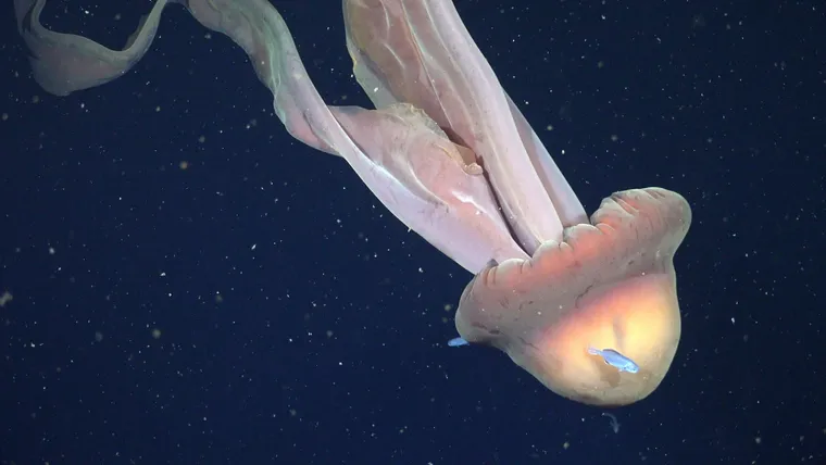 La científica argentina que descendió casi 5000 metros frente a Alaska y lideró el equipo que descubrió una medusa gigante