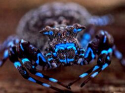 hallaron-una-arana-que-brilla-bajo-iluminacion-ultravioleta-foto-the-wilderness-project-handout-via-reuters-UYBZ2XPEBRDHFHBLIDQK7BX4AY