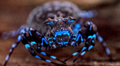 hallaron-una-arana-que-brilla-bajo-iluminacion-ultravioleta-foto-the-wilderness-project-handout-via-reuters-UYBZ2XPEBRDHFHBLIDQK7BX4AY