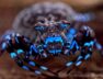 hallaron-una-arana-que-brilla-bajo-iluminacion-ultravioleta-foto-the-wilderness-project-handout-via-reuters-UYBZ2XPEBRDHFHBLIDQK7BX4AY