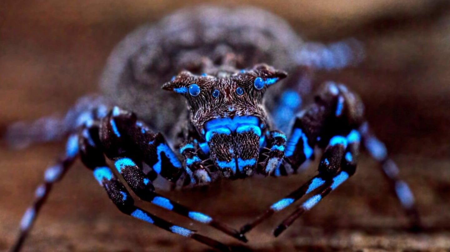 Descubrimiento sorprendente: hallaron una araña azul que brilla bajo luz ultravioleta