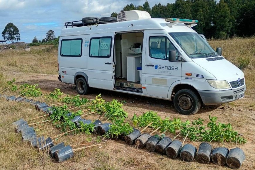Senasa decomisó y destruyó 51 plantas cítricas en un control sobre la ruta 14