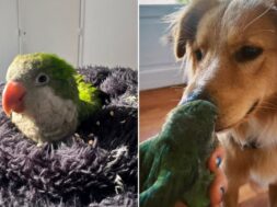 la-vida-de-valentina-cambio-cuando-recibio-una-foto-de-su-perro-bingo-con-una-cotorra-en-la-boca-foto-gentileza-valentina-acevedo-7HH53MF3TBFBRIJXW2OGRPB6PU