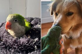 la-vida-de-valentina-cambio-cuando-recibio-una-foto-de-su-perro-bingo-con-una-cotorra-en-la-boca-foto-gentileza-valentina-acevedo-7HH53MF3TBFBRIJXW2OGRPB6PU