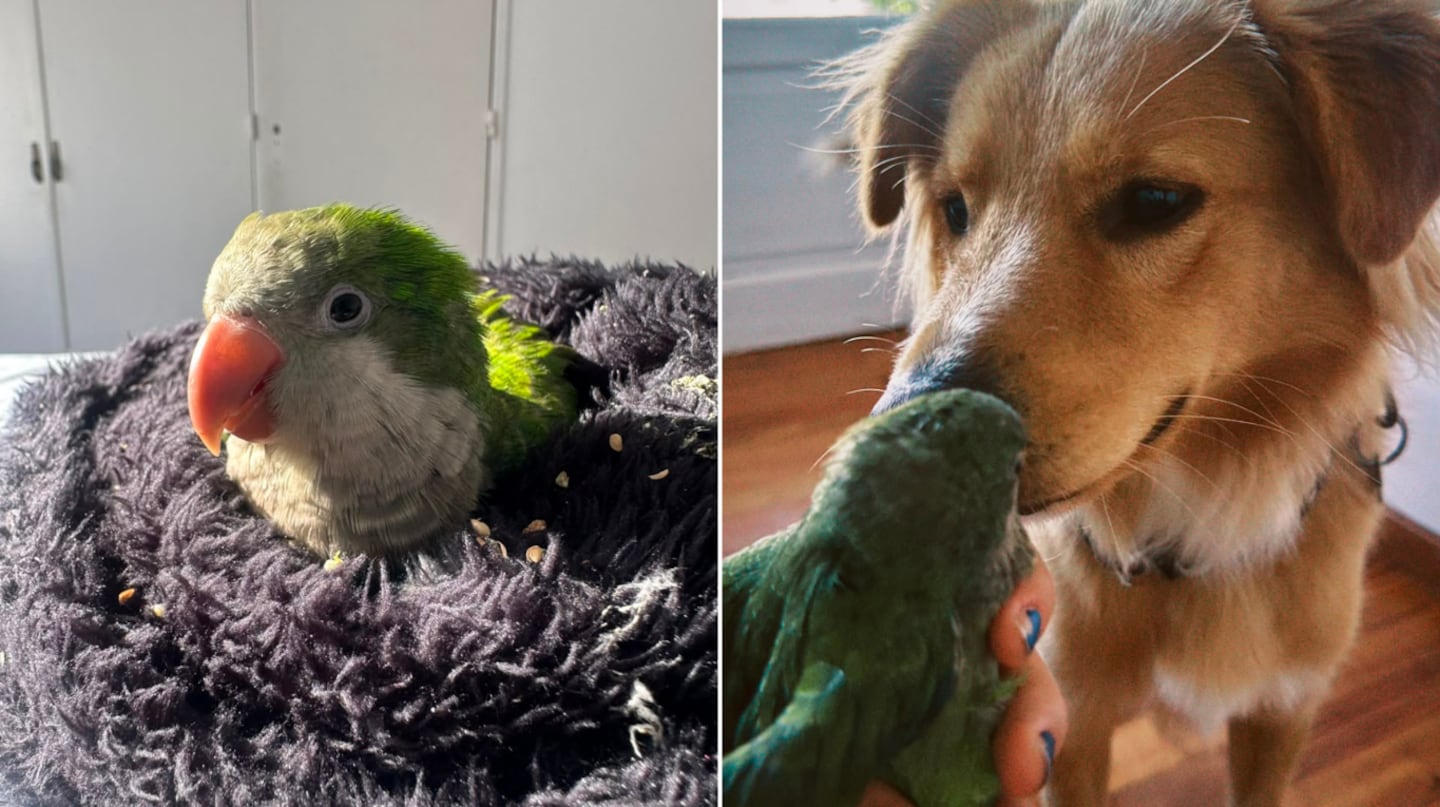 Chiqui, la cotorra que se volvió viral: la historia del pichón que luchó para sobrevivir