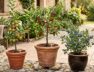 las-3-frutas-que-los-jardineros-eligen-para-el-invierno-resisten-heladas-y-son-faciles-de-cuidar-foto-imagen-ilustrativa-generada-con-ia-6OZRRPX4SRHH7MDLCVN5XDEL6M