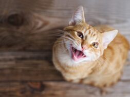 por-que-algunos-gatos-vocalizan-mas-que-otros-durante-la-noche-foto-adobe-stock-H4VVJRD7XJDFJFRV6KS2NPVAF4
