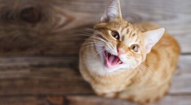 por-que-algunos-gatos-vocalizan-mas-que-otros-durante-la-noche-foto-adobe-stock-H4VVJRD7XJDFJFRV6KS2NPVAF4