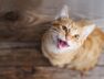 por-que-algunos-gatos-vocalizan-mas-que-otros-durante-la-noche-foto-adobe-stock-H4VVJRD7XJDFJFRV6KS2NPVAF4