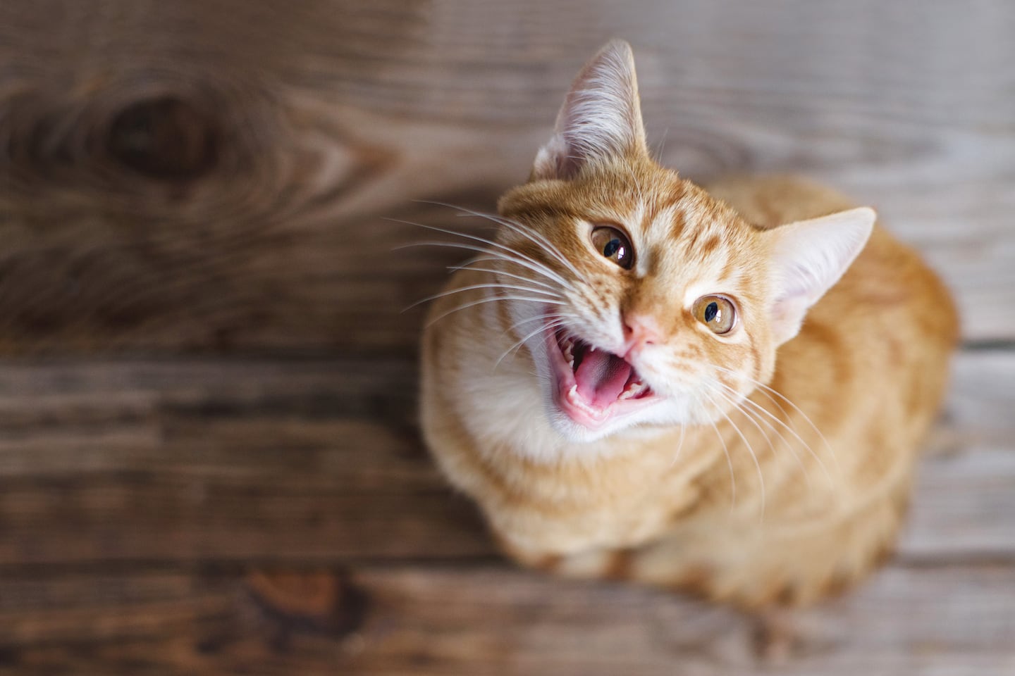 Si tu gato maúlla toda la noche, te contamos qué significa y por qué es importante