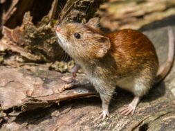 un-nuevo-caso-de-hantavirus-fue-confirmado-en-bariloche-foto-shutterstock-2MADXFRKIBGV4HPNDJM5JTVU54