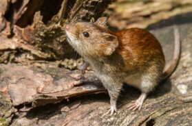 un-nuevo-caso-de-hantavirus-fue-confirmado-en-bariloche-foto-shutterstock-2MADXFRKIBGV4HPNDJM5JTVU54