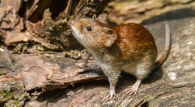 un-nuevo-caso-de-hantavirus-fue-confirmado-en-bariloche-foto-shutterstock-2MADXFRKIBGV4HPNDJM5JTVU54
