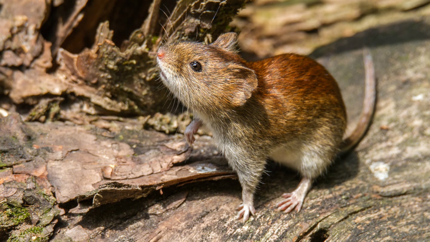 Nuevo caso de hantavirus en Bariloche: es la esposa de un paciente que había recibido el alta tras contraer la enfermedad