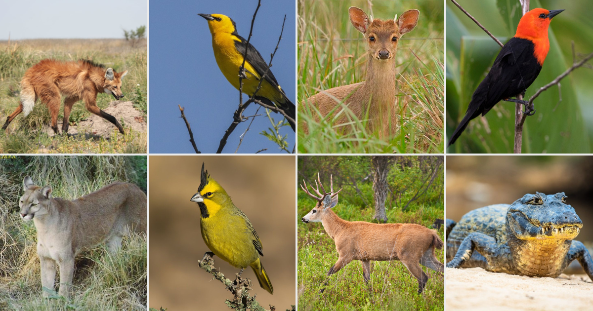 A favor de la fauna salvaje autóctona