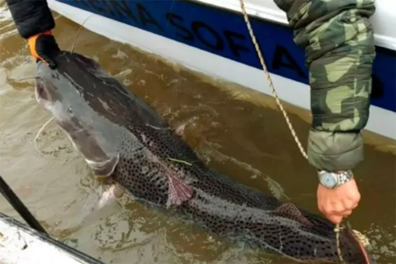 Anuncian veda de pesca del surubí en un tramo del río Uruguay