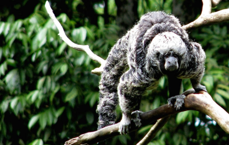 Redescubren un extraño mono en la Amazonia tras más de 80 años