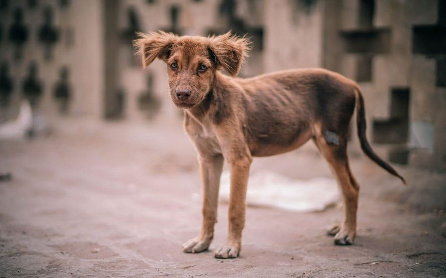 Italia endureció las penas por maltrato animal: Hasta 4 años de prisión por matar a un animal