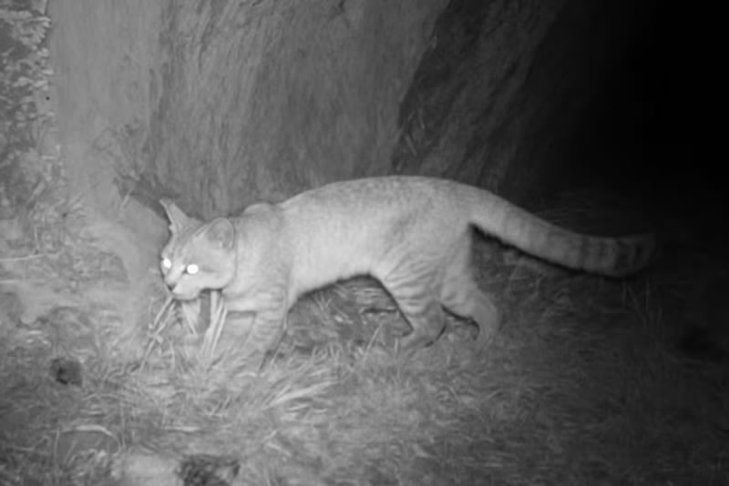 Registraron en Mendoza imágenes del gato andino, uno de los animales más dificiles de ver en el mundo