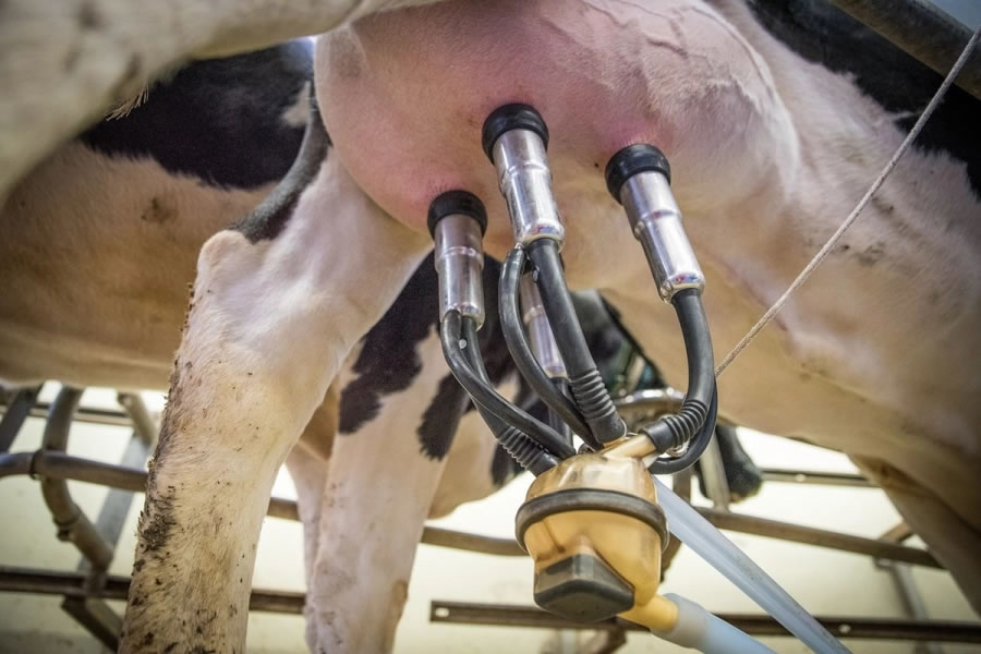 El descendente consumo de leche y otros desafíos que impactan en los tambos entrerrianos