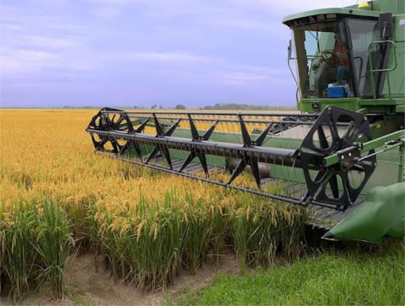 Productores entrerrianos alertan por la caída del arroz y reclaman créditos para sostener la actividad