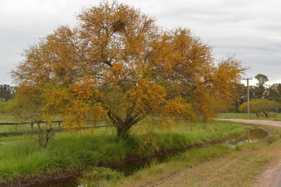 Día del Árbol Entrerriano: destacan el valor de las especies nativas para la producción y la conservación