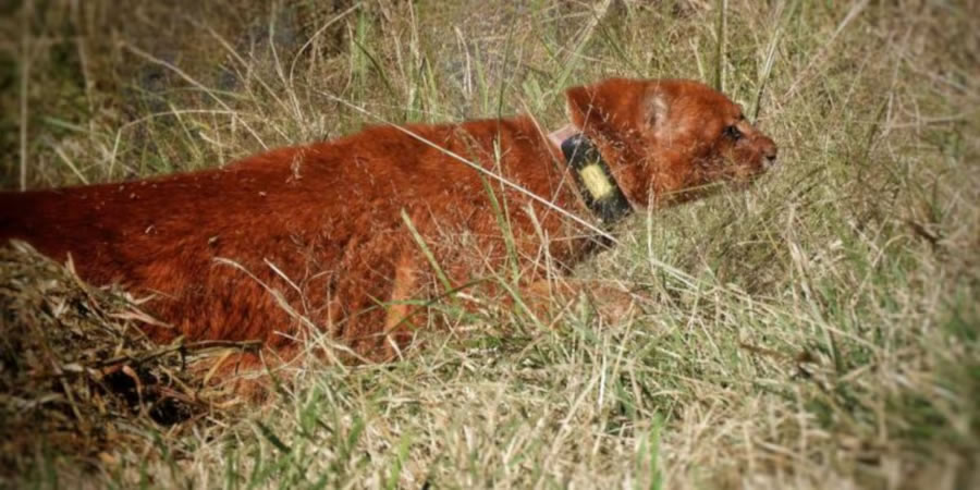 Hito para la conservación en Argentina: por primera vez, liberan a un yaguarundí que será monitoreado por satélite en su hábitat natural