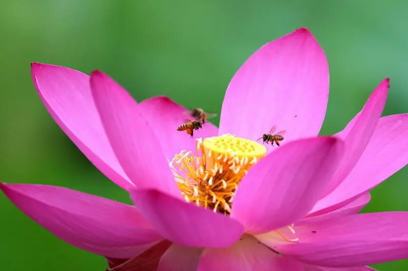 Las astutas técnicas de las flores para atraer a los insectos y que les ayuden a reproducirse