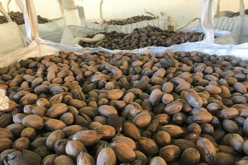 Pecaneros lograron volúmenes productivos mayores a la temporada anterior