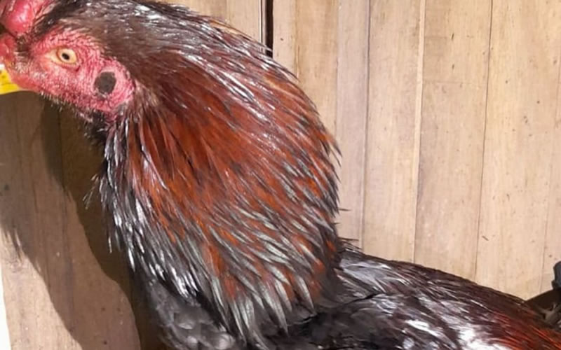 En allanamiento descubren criadero de gallos para peleas clandestinas