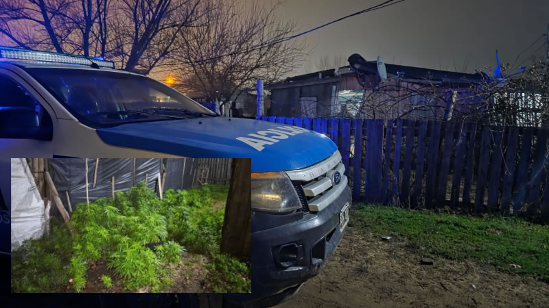 Fueron por una denuncia de violencia de género y encontraron 255 plantas de marihuana