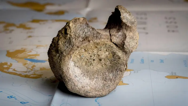 Encuentran olvidado en un cajón el primer hueso de un dinosaurio que habitaba en una Antártida