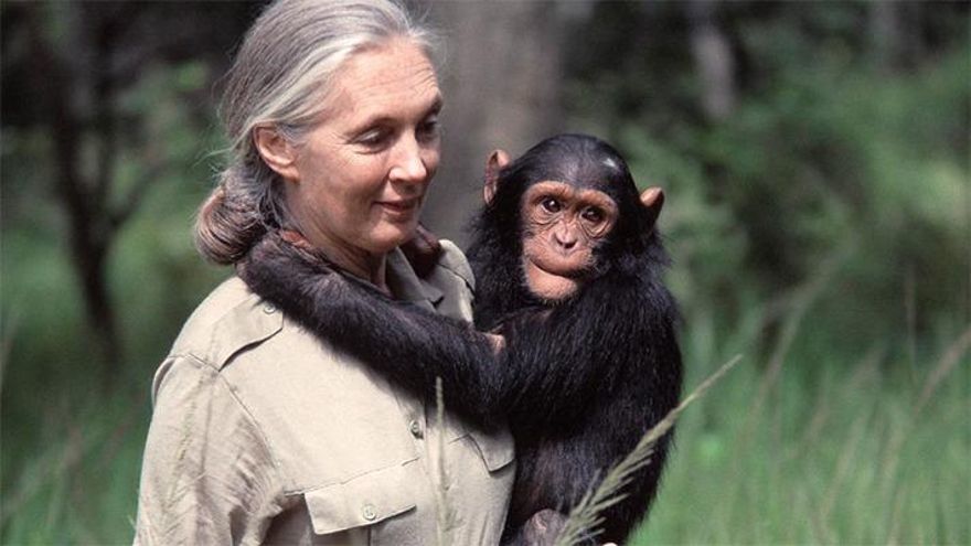 Día Mundial del Chimpancé
