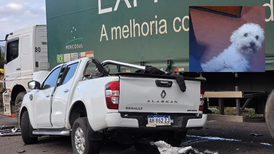 El perro que sobrevivió al choque que dejo dos victimas fatales en la Ruta 14 espera a su familia