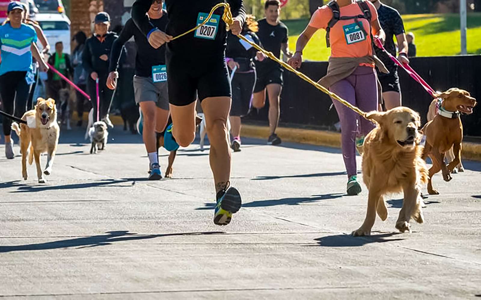 Una bicicleteada solidaria reunirá donaciones para ayudar a animales rescatados en Concordia