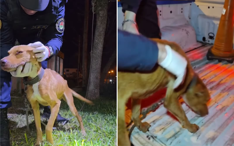Una denuncia permitió rescatar a una perrita que sufría abandono y desnutrición