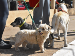 Veterinaria