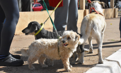 Veterinaria