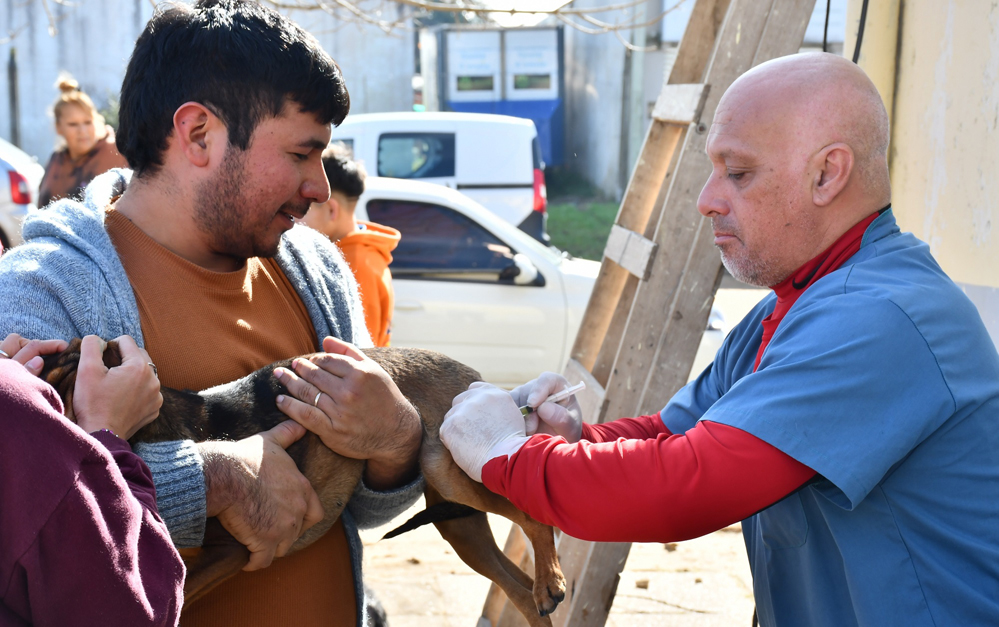 El programa de castraciones gratuitas llegará al barrio Isthilart Sur