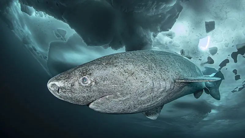«Nos quedamos maravillados»: lo que un tiburón que vive 400 años nos puede enseñar sobre la longevidad