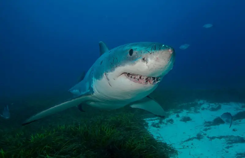 Buenos para las matemáticas y amantes del jazz: 8 rasgos extraordinarios que probablemente no sabías sobre los tiburones