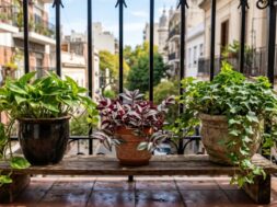 el-sorprendente-motivo-por-el-que-un-jardinero-aconseja-colocar-tres-plantas-juntas-foto-gemini-OMVO3ZQKE5C3PISSWBMI6NNHGQ