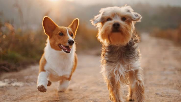 Día Mundial del Perro