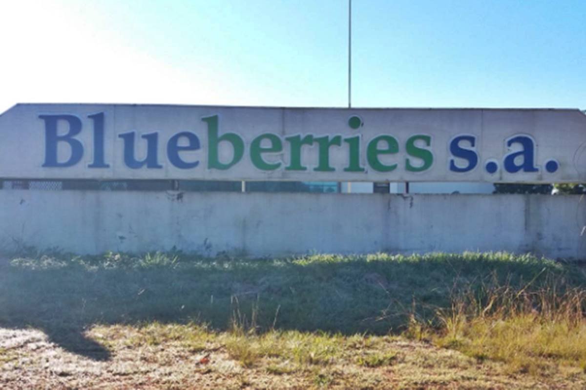 Blueberries S.A. – Aviso al Personal de Temporada 2026