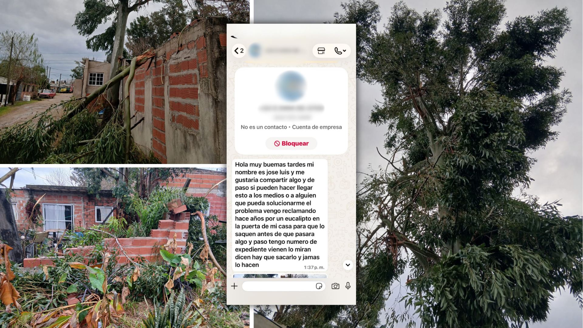Solicitud de vecino N° 124: pedido de extracción de un eucalipto frente a una vivienda