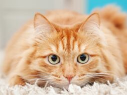 veterinarios-revelan-cual-es-el-objeto-cotidiano-que-puede-ser-peligroso-para-los-gatos-y-muchos-tienen-en-casa-foto-adobe-stock-DERSCPA6TBFQVMB7W2Q7QHAL2Q