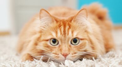 veterinarios-revelan-cual-es-el-objeto-cotidiano-que-puede-ser-peligroso-para-los-gatos-y-muchos-tienen-en-casa-foto-adobe-stock-DERSCPA6TBFQVMB7W2Q7QHAL2Q
