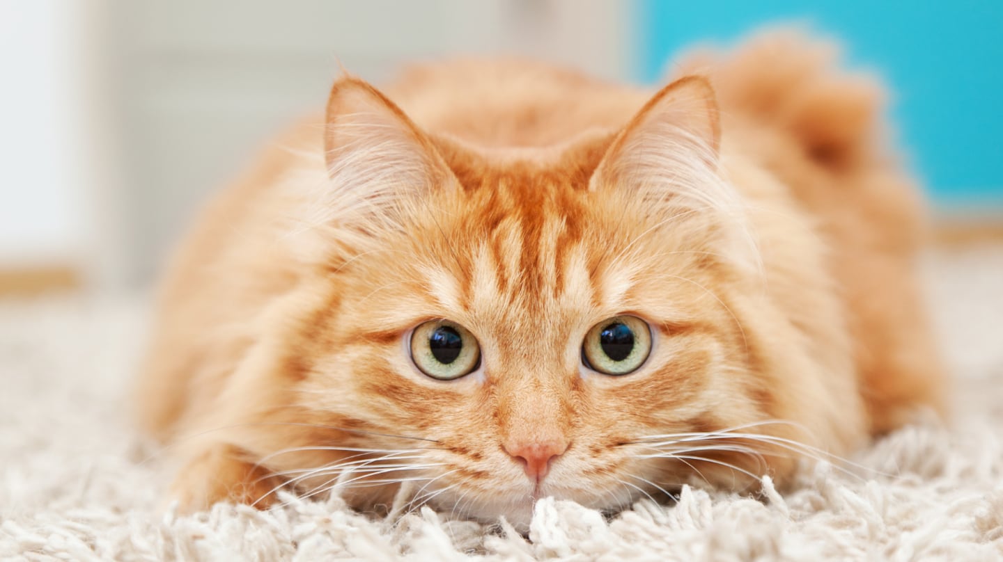 Veterinarios revelan cuál es el objeto cotidiano que puede ser peligroso para los gatos y muchos tienen en casa