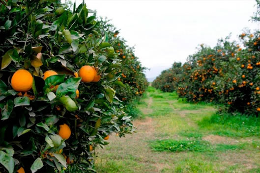 Crisis citrícola: sobreproducción, caída de la exportación e impacto de El Niño amenazan la economía regional